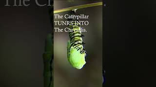 Watch The Amazing Transformation Into A Chrysalis insect [upl. by Arlina]