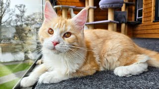 Maine Coon Kitten Ada  5 Months Old [upl. by Neely522]