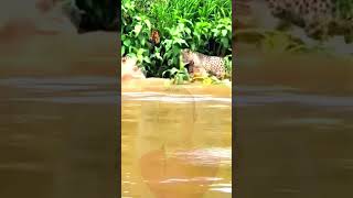 Crocodiles roar with tigers subscribe youtubeshorts [upl. by Nyla]