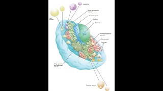 General Histology Cell cytoplasm III for dental students [upl. by Bainbridge]