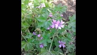 Foraging for common mallow Malva sylvestris [upl. by Mady]