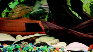 Melanochromis Auratus aka Golden MbunaMalawi Golden Cichlid Breeding [upl. by Tamarah]