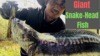 How to Catch Giant SnakeHead Fish in Cambodia [upl. by Bolling]