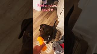 Watch this clever pup find the hidden treasure 🐶 🔍 DogTricks SmartPup [upl. by Entwistle]