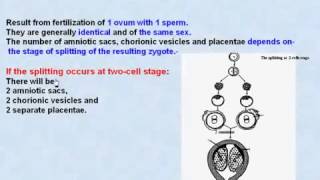 45 General Embryology Monozygotic Twins [upl. by Laval]