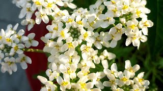 कैन्डीटफ्ट Low care flower plant Candytuft how to grow in pot hindi [upl. by Richela]