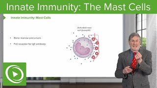 Innate Immunity The Mast Cells [upl. by Lecia737]