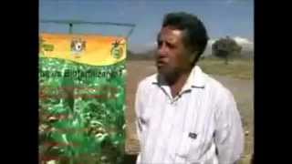 BIOFERTILIZANTES EN SORGO [upl. by Ronal]