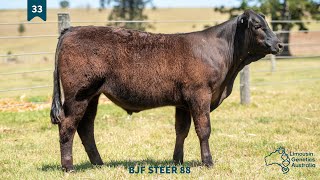 Lot 33  BJF STEER 88 [upl. by Shyamal665]