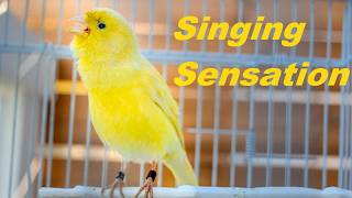 How to make your canary sing [upl. by Nithsa]