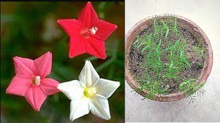 How To Grow Cypress Vine From Seeds  Star GloryHumming BirdIpomoea quamoclit  P1 [upl. by Lionello]