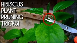 How to Prune a Hibiscus Plant For More Growth amp Blooming  Hibiscus Plant Pruning GUIDE [upl. by Alah]