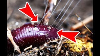 HOW EARTHWORMS DEFEND THEMSELVES [upl. by Grounds7]