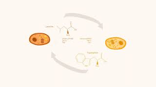 The Development of Complementary Auxotrophic Strains As a Biocontainment Strategyby Anika Zaman [upl. by Clementine]