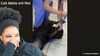 DOGS Acting up at the VET Funniest REACTIONS  Reaction [upl. by Mahalia]