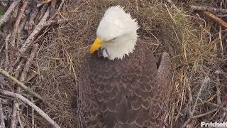 SWFL Eagle Cam M15 and F23 Taking Turns Incubating Egg 11262023 [upl. by Mossman]