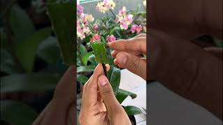 Phalaenopsis orchid cuttings from flower branches [upl. by Wier]