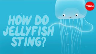 How does a jellyfish sting  Neosha S Kashef [upl. by Tine504]