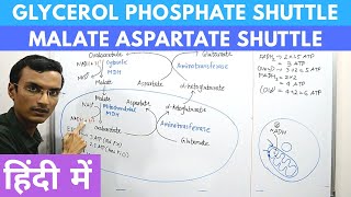 Glycerol Phosphate Shuttle and Malate Aspartate Shuttle in Hindi [upl. by Margaret]