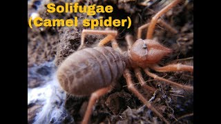 Solifugae Camel spider The female digs a burrow for laying eggs Herpboysoma [upl. by Girhiny]