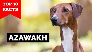 Azawakh Dog  Top 10 Facts [upl. by Devon271]