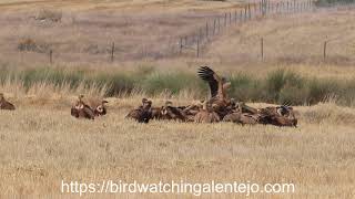 Griffon Vulture Birding Portugal [upl. by Euqinoj]