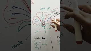 Angeosperm class 11 biology Angeospermae FlowerofangeospermEmaanLearning [upl. by Shayla]