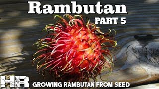 ⟹ RAMBUTAN  Nephelium lappaceum  Growing rambutan from seed walmart [upl. by Gonyea981]