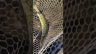 Pocono Pickerel Release [upl. by Sihtnyc]