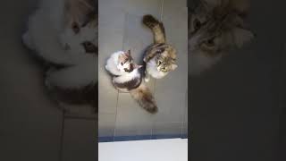 Norwegian Forest Cats Pitschi and Miyuki meowing [upl. by Annavahs]