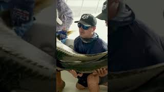 WORLD RECORD TARPON Via BlacktipH tarpon fishing worldrecord saltwater shorts [upl. by Tati]