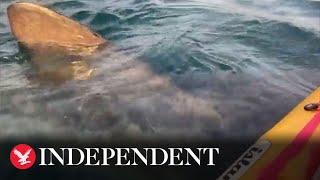 Watch moment kayaker comes facetoface with basking shark off Ireland coast [upl. by Sitrik]