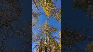 Forest Wind And Trees nature relaxing mountains forest forestsounds hammocks [upl. by Adnoraj514]