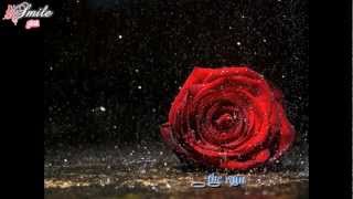 Crying In The Rain  Don Williams lyrics [upl. by Siusan]