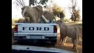 Lions at quotLion Parkquot Johannesburg [upl. by Feerahs253]