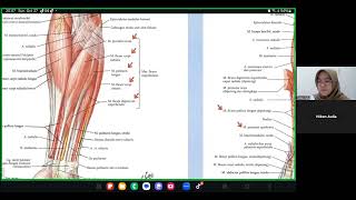 Musculus Regio Antebrachium Inervasi Anatomi dan Kinesiologi [upl. by Ebneter]