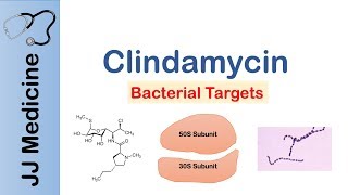 Clindamycin  Bacterial Targets Mechanism of Action Adverse Effects [upl. by Nicoli]