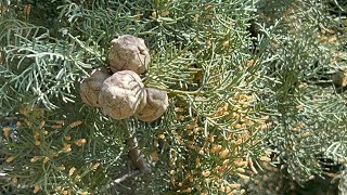 Cupressus sempervirensAkdeniz ServisiMediterranean cypress [upl. by Ashlee]