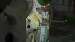 MISSION JUMPSIBLE sugarglider sugarglidercare hewanlucu pets animallover [upl. by Nichani]