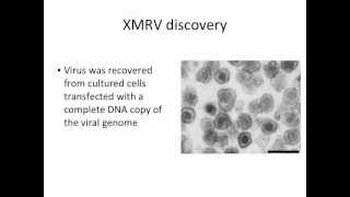 Virology 2012 Lecture 25 XMRV [upl. by Atrebor]