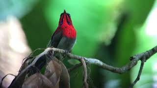 Crimson Sunbird [upl. by Standing]