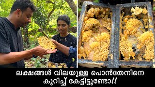 ഒരു കിലോ തേനിന് ഒരു ലക്ഷം രൂപയോ😱 Raw Golden Honey worth lakhs [upl. by Ceciley]