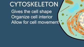 Cytoplasm [upl. by Ettenad601]