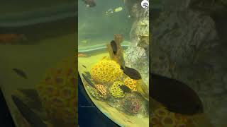 🦐 Underwater Aquarium 🦀 VGP Marine kingdom 🦈 in Chennai [upl. by Whittemore895]