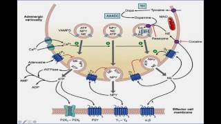 Farmacologia Adrenérgica parte 1 [upl. by Aiekam]