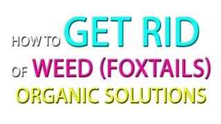 How to Get Rid of weeds Foxtails  Organic Solutions [upl. by Eessac]