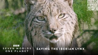 Saving the Iberian Lynx  Seven Worlds One Planet  BBC America [upl. by Ibrab]