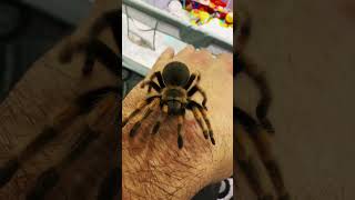 🧡🖤Meet my Mexican friend 🖤🧡 spider shortsvideo brachipelma hamorii tarantulasoftheworld [upl. by Cacia]