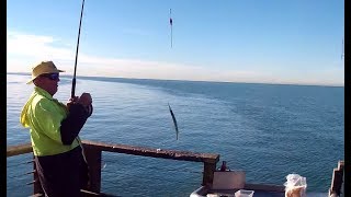 Catching Sea Garfish on Woody Point Jetty [upl. by Anairad]