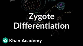 Zygote differentiating into somatic and germ cells  MCAT  Khan Academy [upl. by Gwenni]